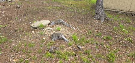 Stump Grinding in Londonderry